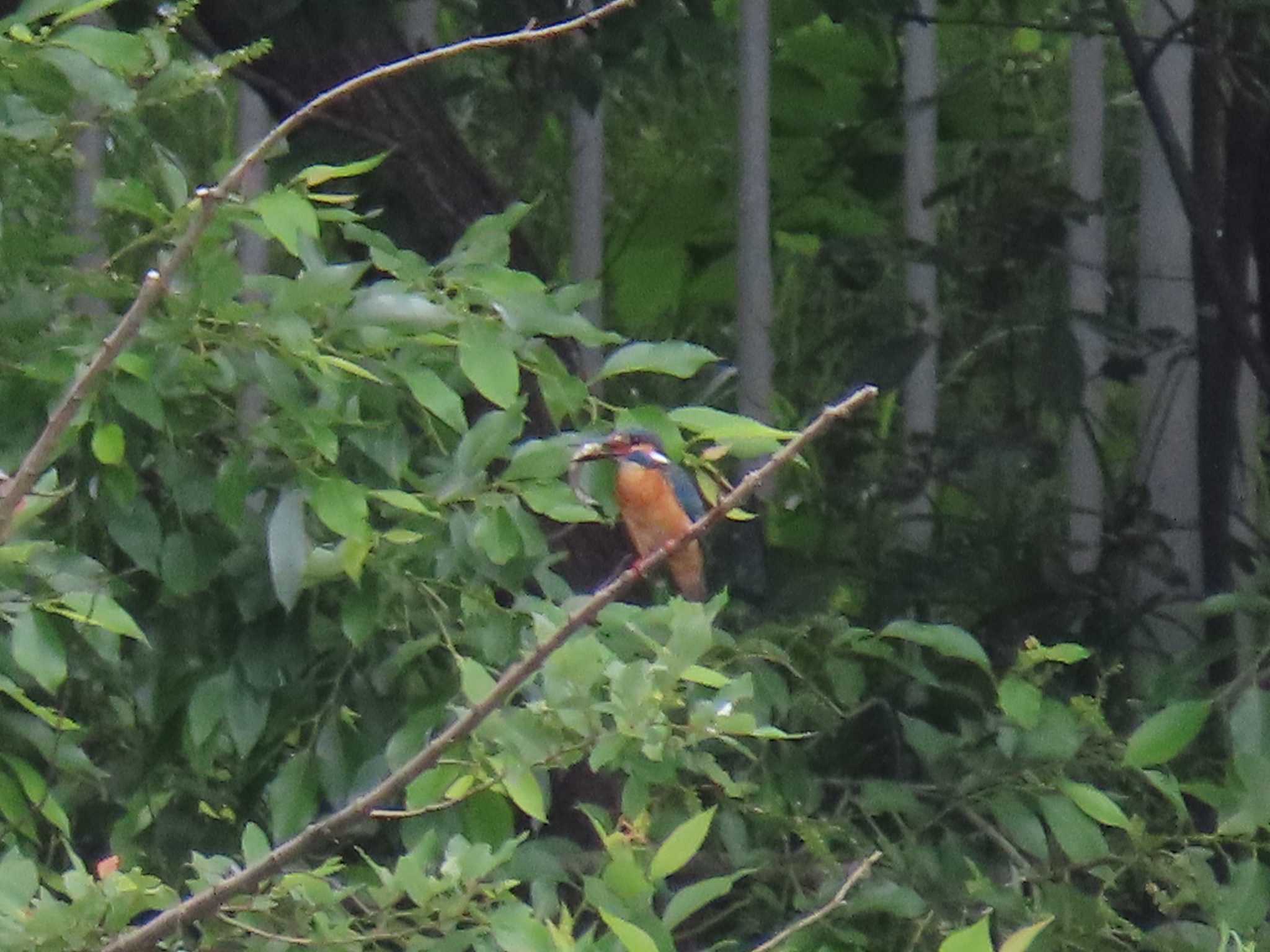 Common Kingfisher