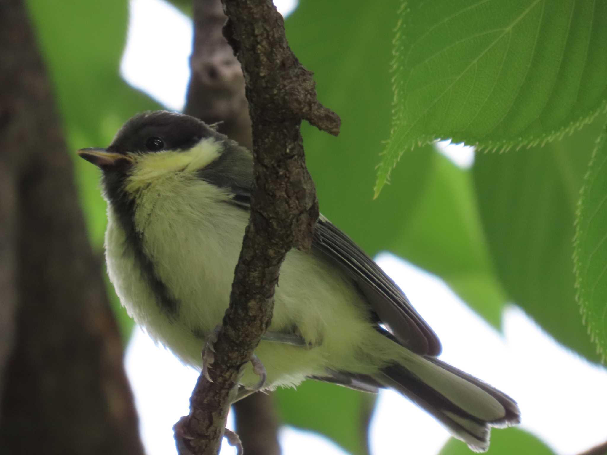 Japanese Tit