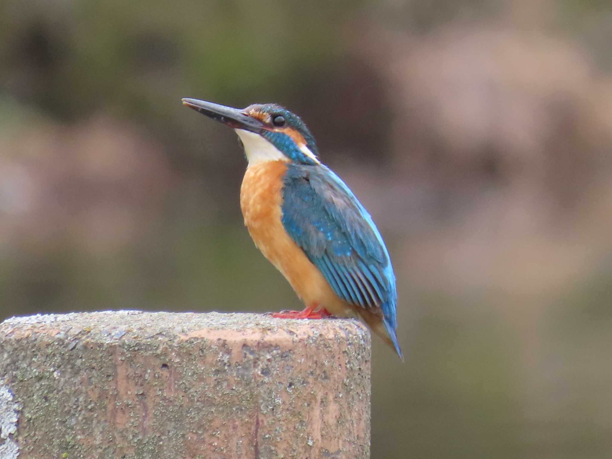 Common Kingfisher