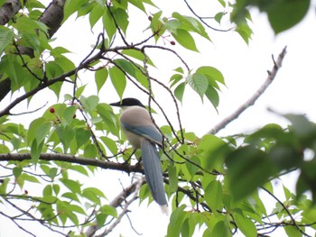 オナガ 子畔水鳥の郷公園 2022年5月15日(日)