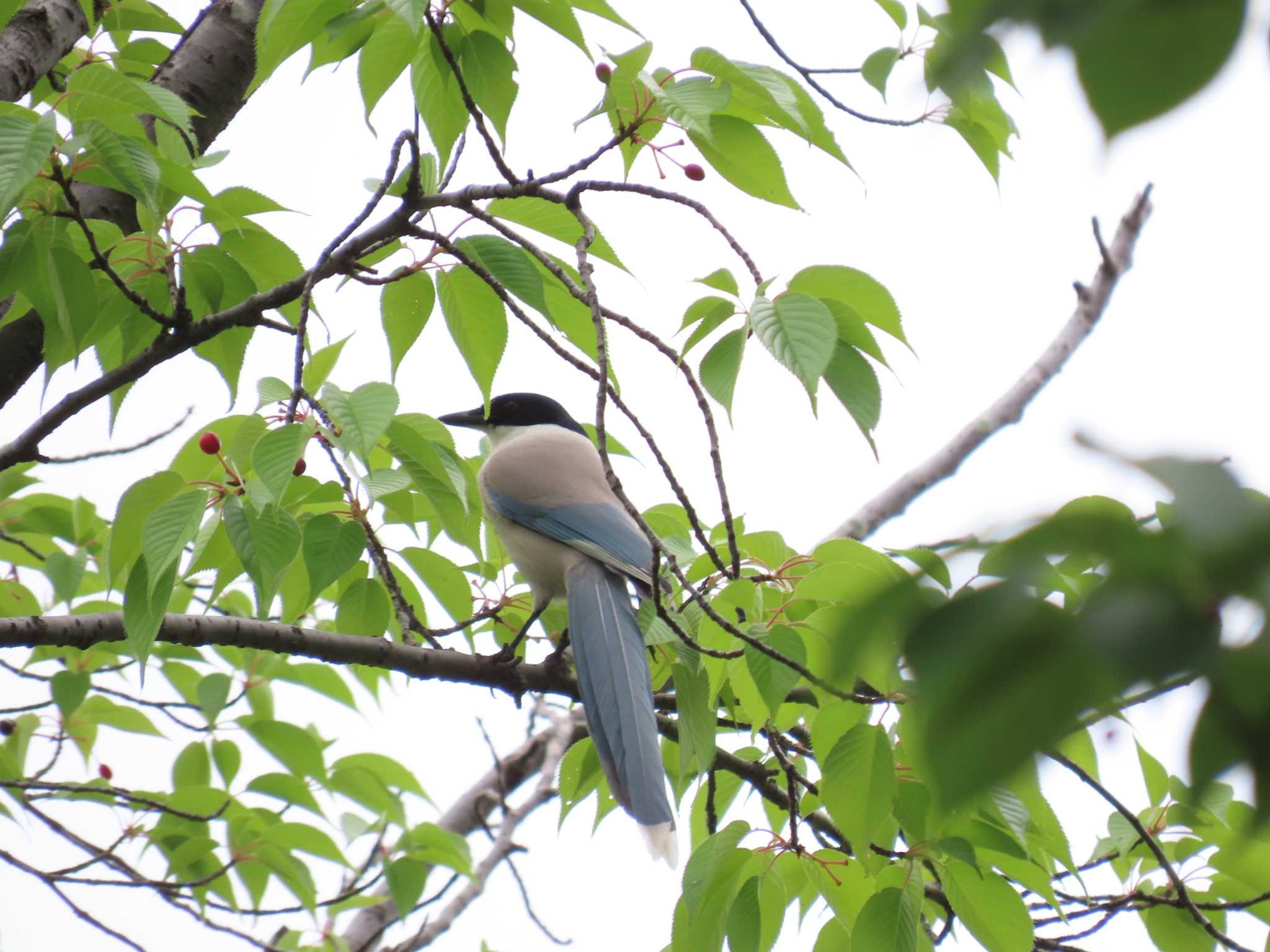 Azure-winged Magpie