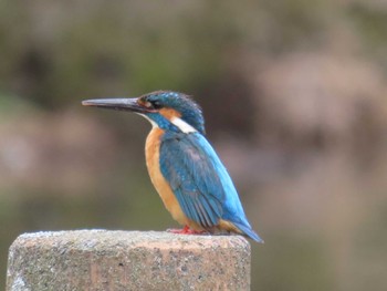 カワセミ 子畔水鳥の郷公園 2022年5月15日(日)