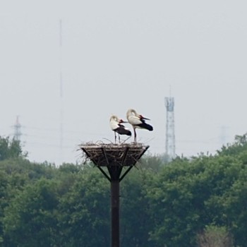 コウノトリ 渡良瀬遊水地 2022年5月15日(日)