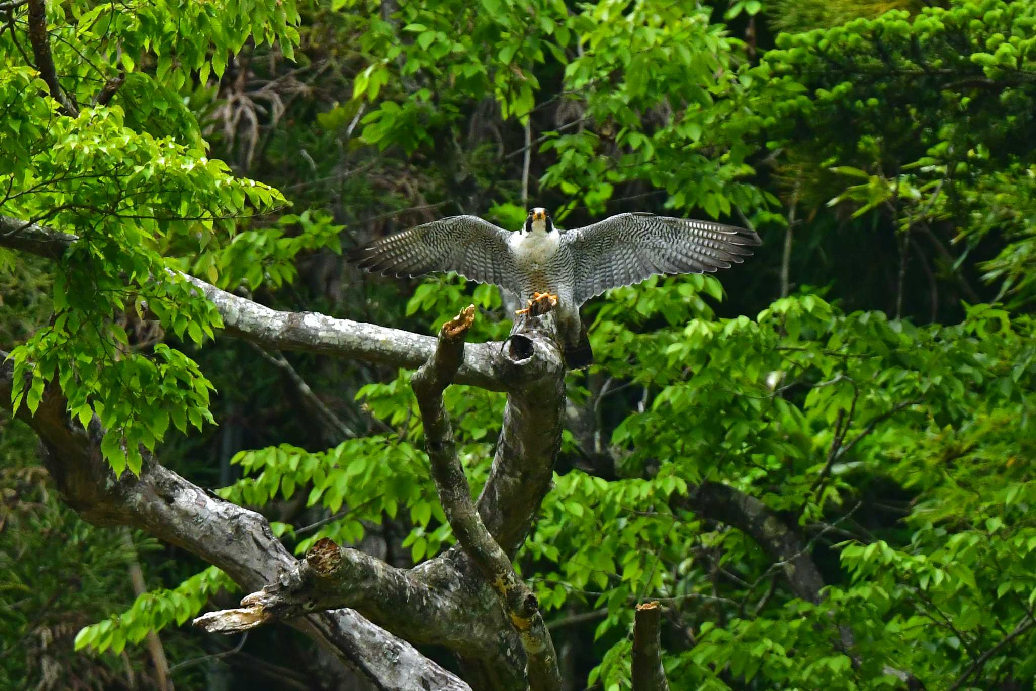 Take off !! by Keiichi TAKEDA