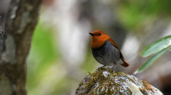 2022年5月15日(日) 佐久広域(南佐久)の野鳥観察記録