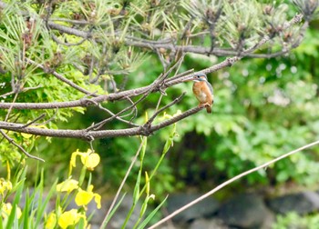 2022年5月15日(日) 石神井公園の野鳥観察記録