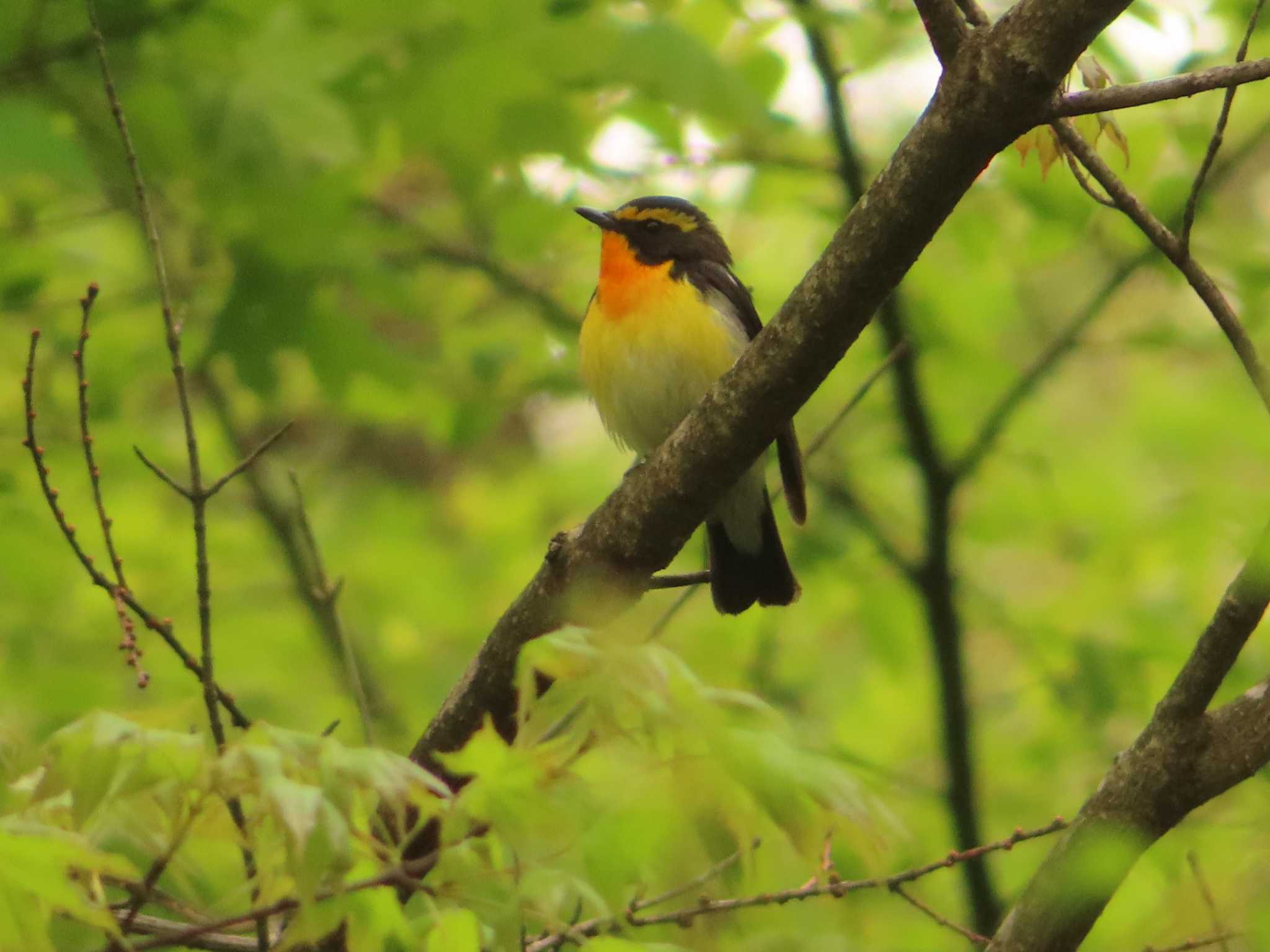 軽井沢野鳥の森 キビタキの写真 by ゆ