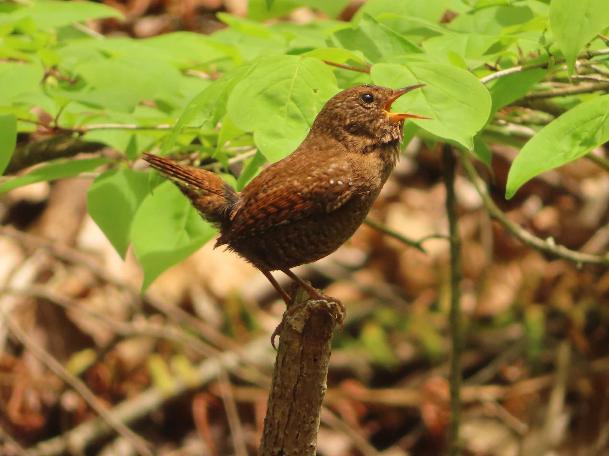 軽井沢野鳥の森 ミソサザイの写真 by ゆ