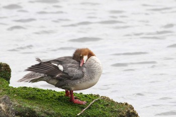 Common Merganser 西宮市 Sat, 5/14/2022