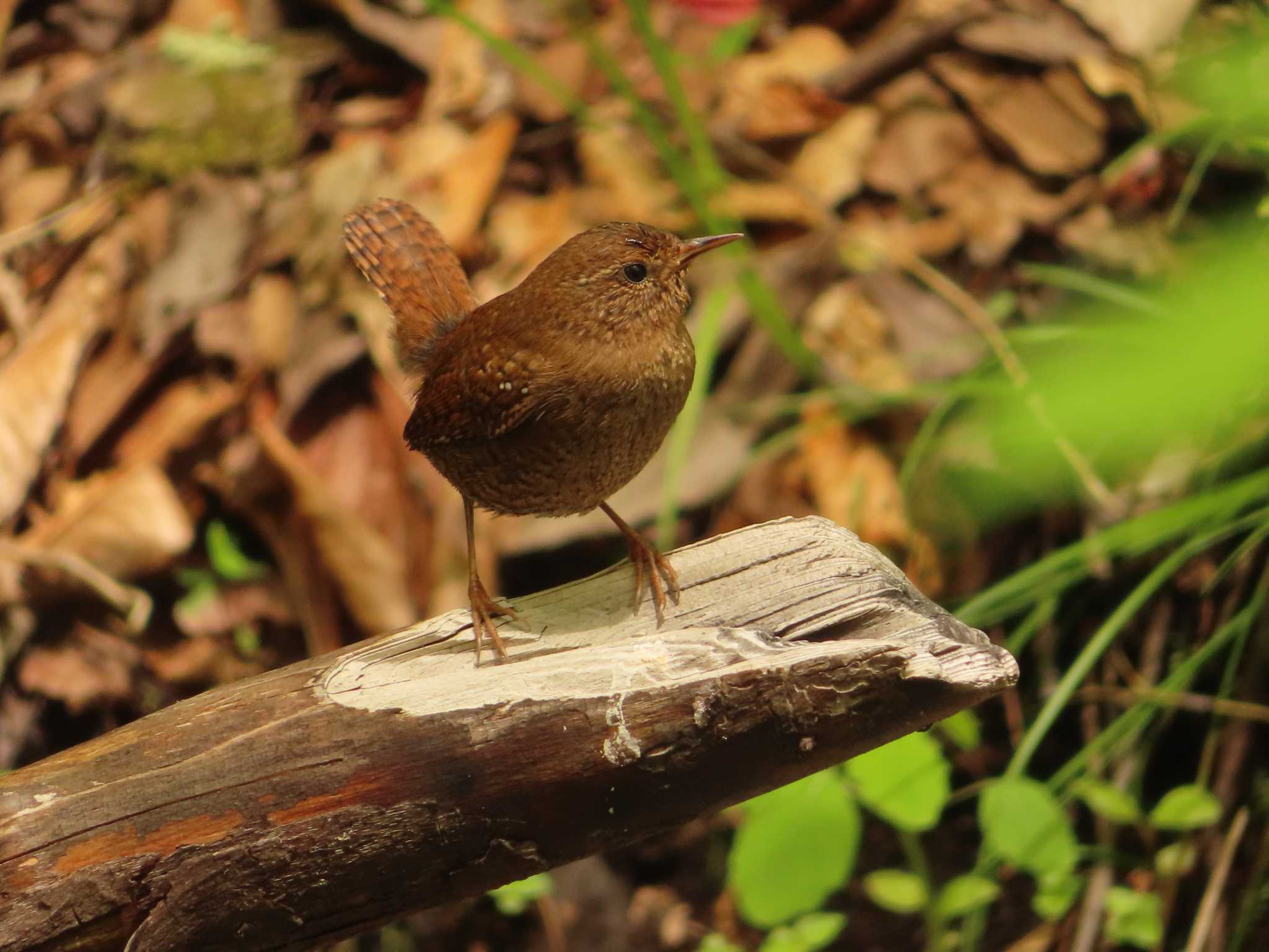 軽井沢野鳥の森 ミソサザイの写真 by ゆ