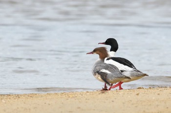 カワアイサ 西宮市 2022年5月14日(土)