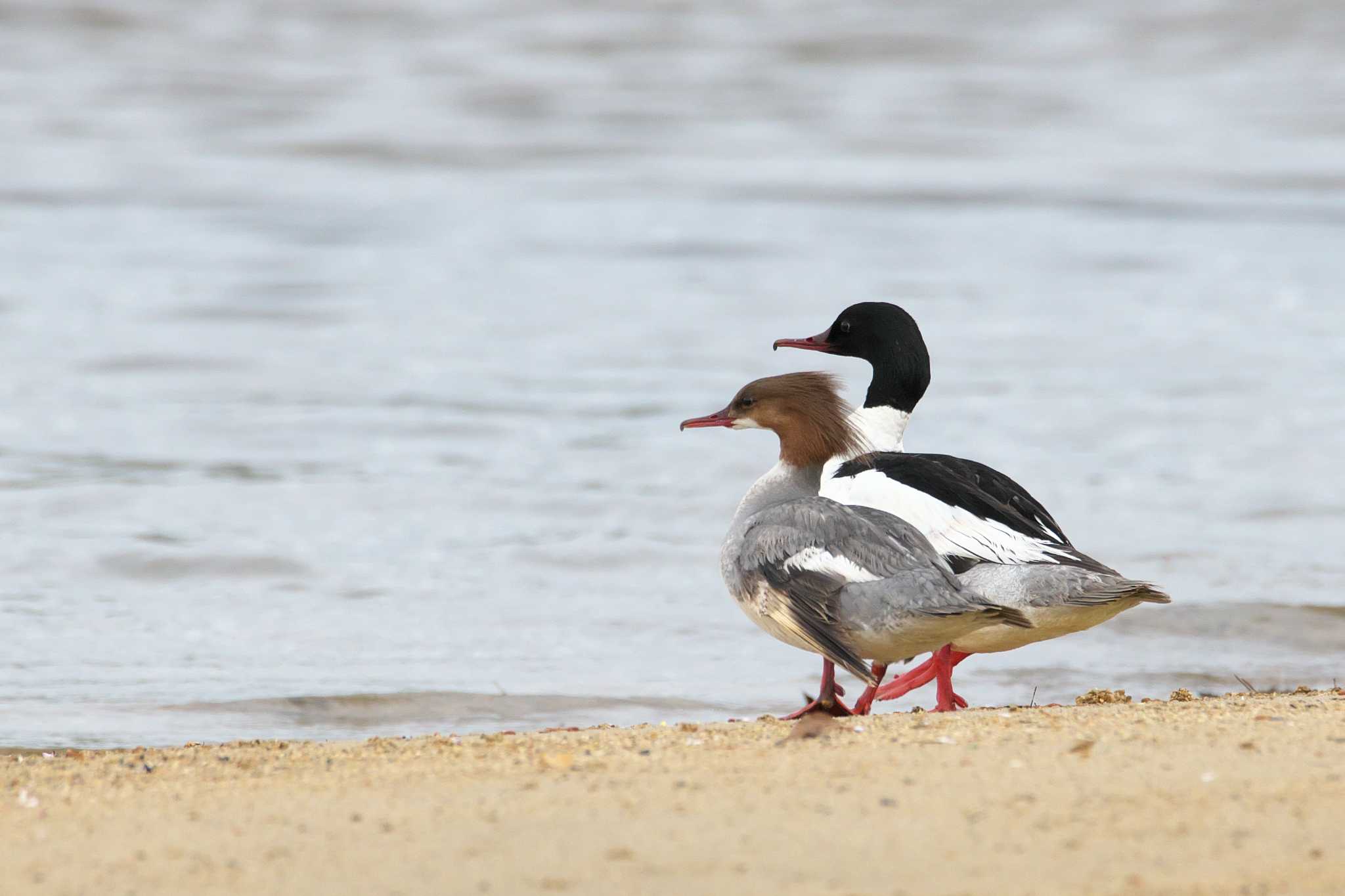 Photo of Common Merganser at 西宮市 by img.tko.pict