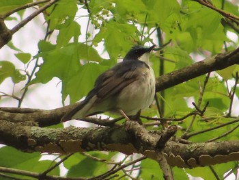 2022年5月15日(日) 軽井沢野鳥の森の野鳥観察記録