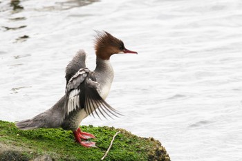 Common Merganser 西宮市 Sat, 5/14/2022