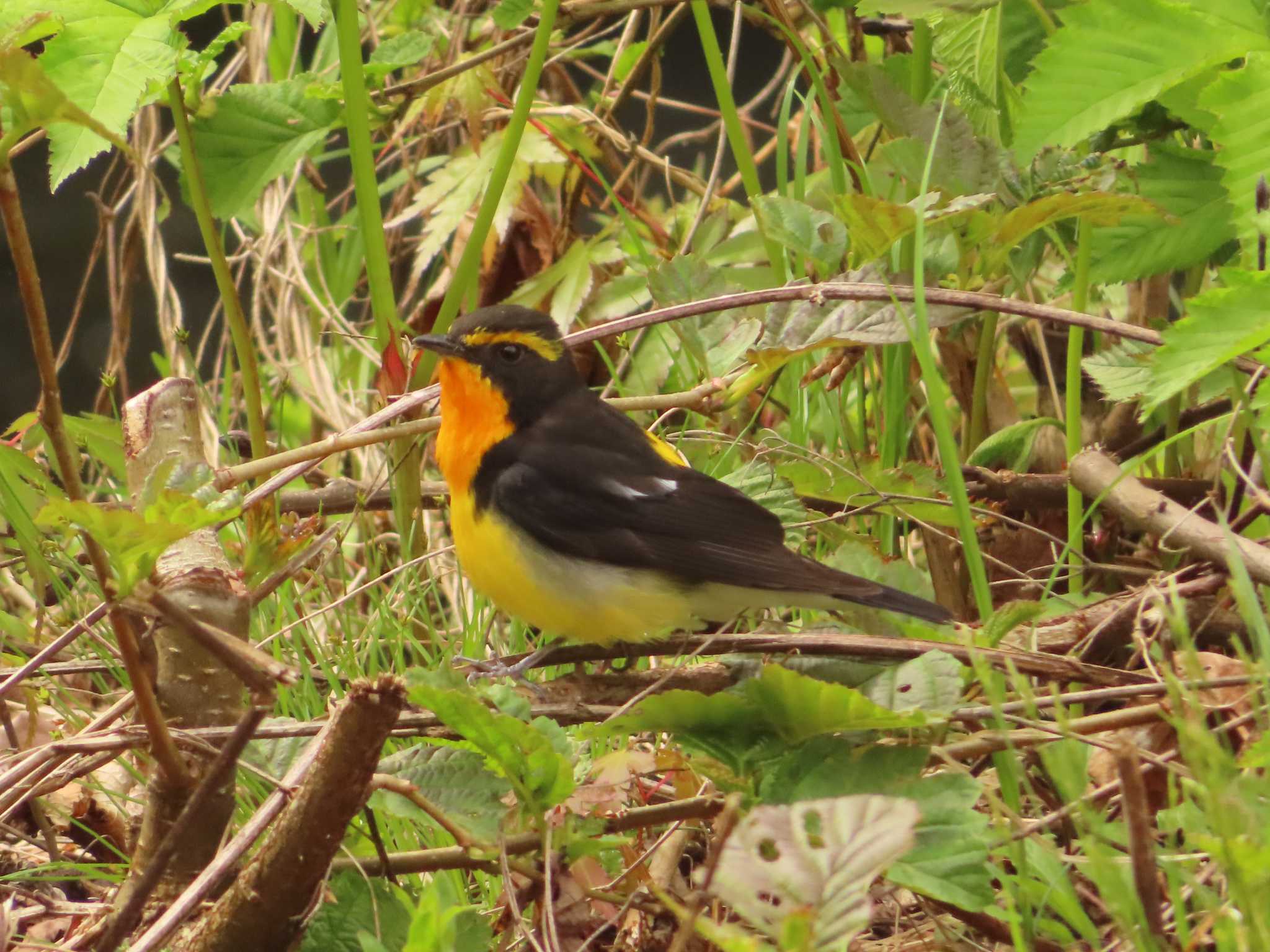 軽井沢野鳥の森 キビタキの写真 by ゆ