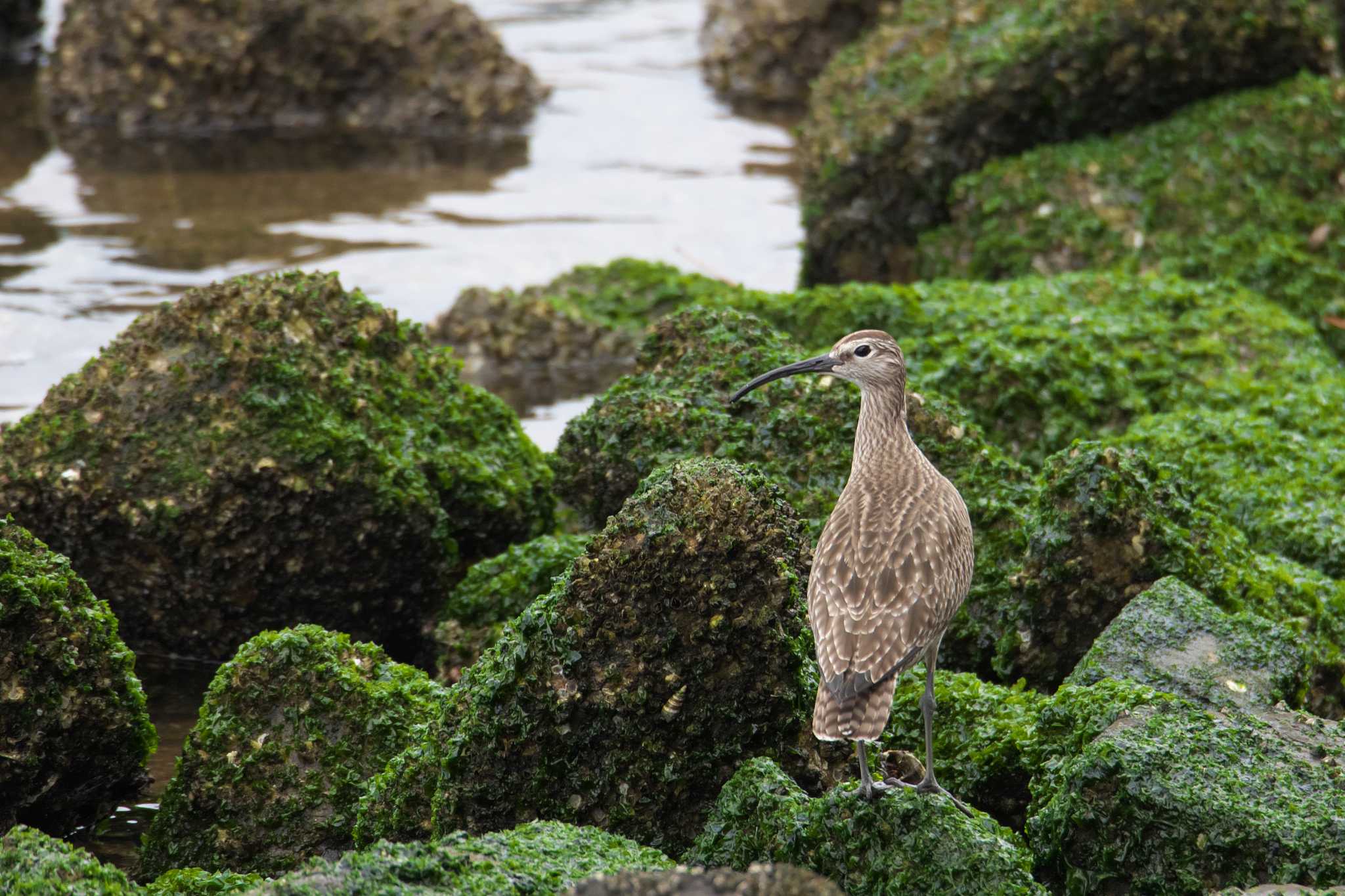 Photo of Eurasian Whimbrel at 西宮市 by img.tko.pict
