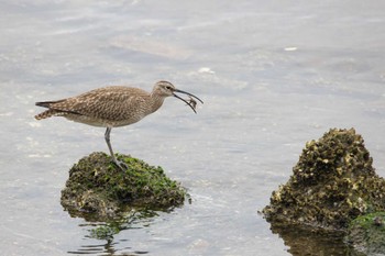 チュウシャクシギ 西宮市 2022年5月14日(土)