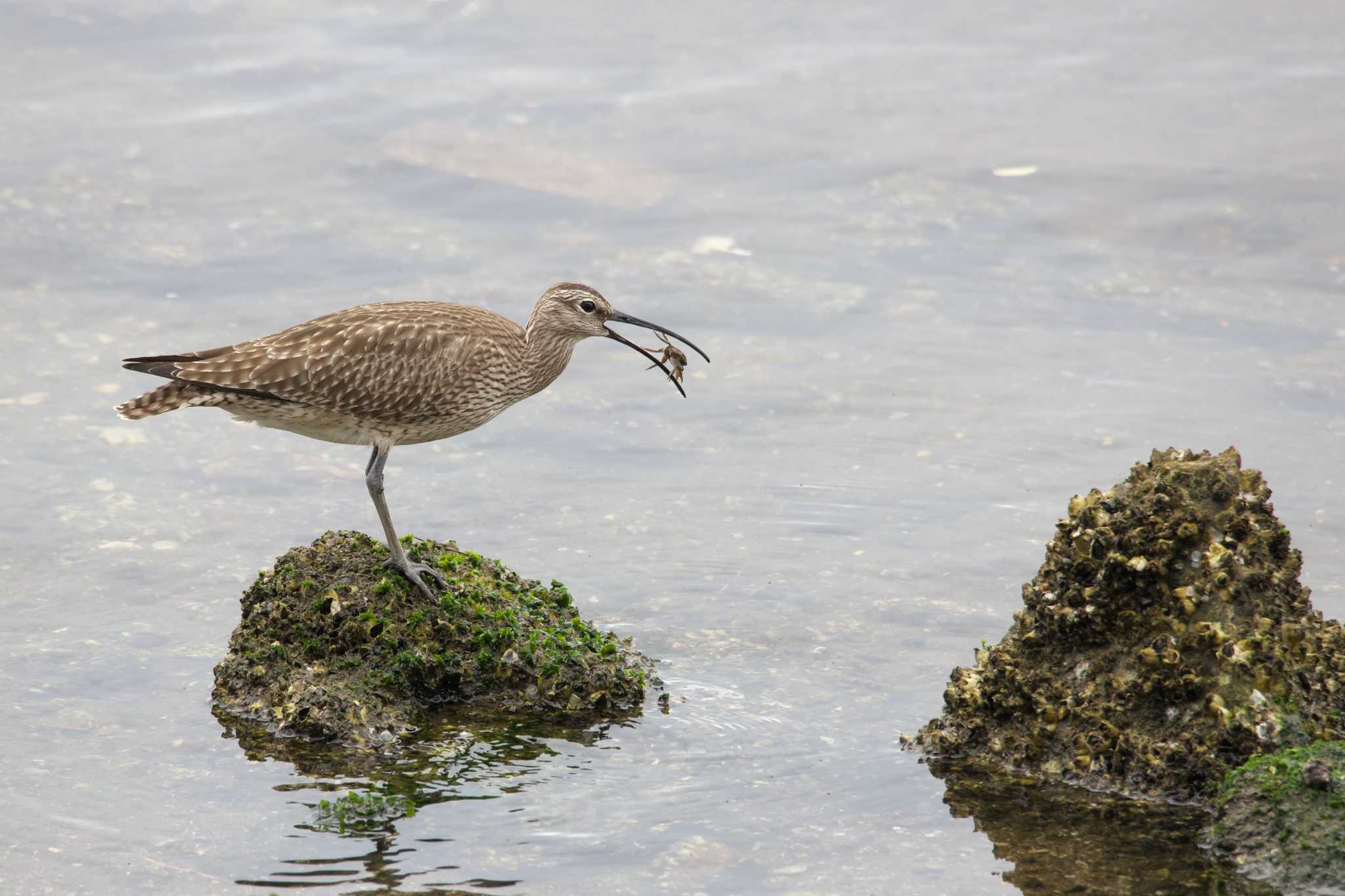 Photo of Eurasian Whimbrel at 西宮市 by img.tko.pict