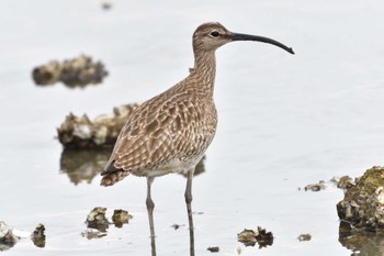 2022年5月14日(土) 野島公園の野鳥観察記録