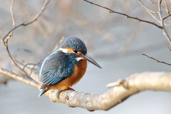 カワセミ 舞岡公園 2017年12月15日(金)