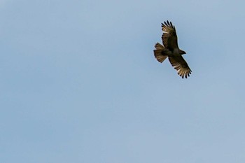 2022年5月15日(日) 新川河口(札幌市)の野鳥観察記録