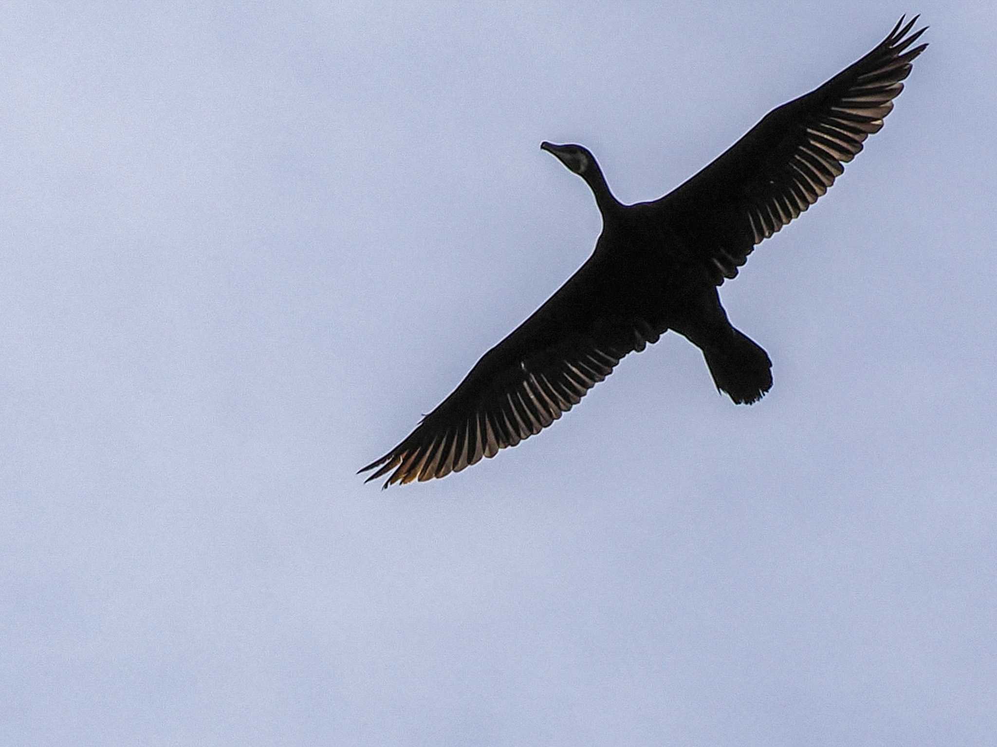 新川河口(札幌市) カワウの写真 by 98_Ark (98ｱｰｸ)