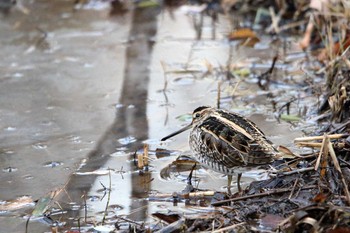 タシギ 舞岡公園 2017年12月15日(金)