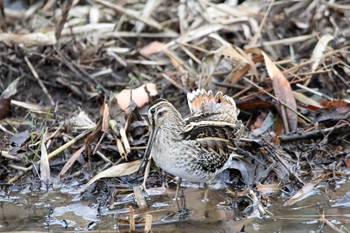 タシギ 舞岡公園 2017年12月15日(金)