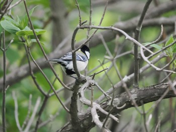 2022年5月15日(日) 前田森林公園(札幌市)の野鳥観察記録