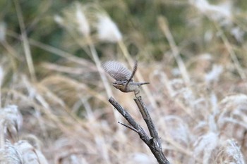 Eurasian Wryneck Maioka Park Fri, 12/15/2017