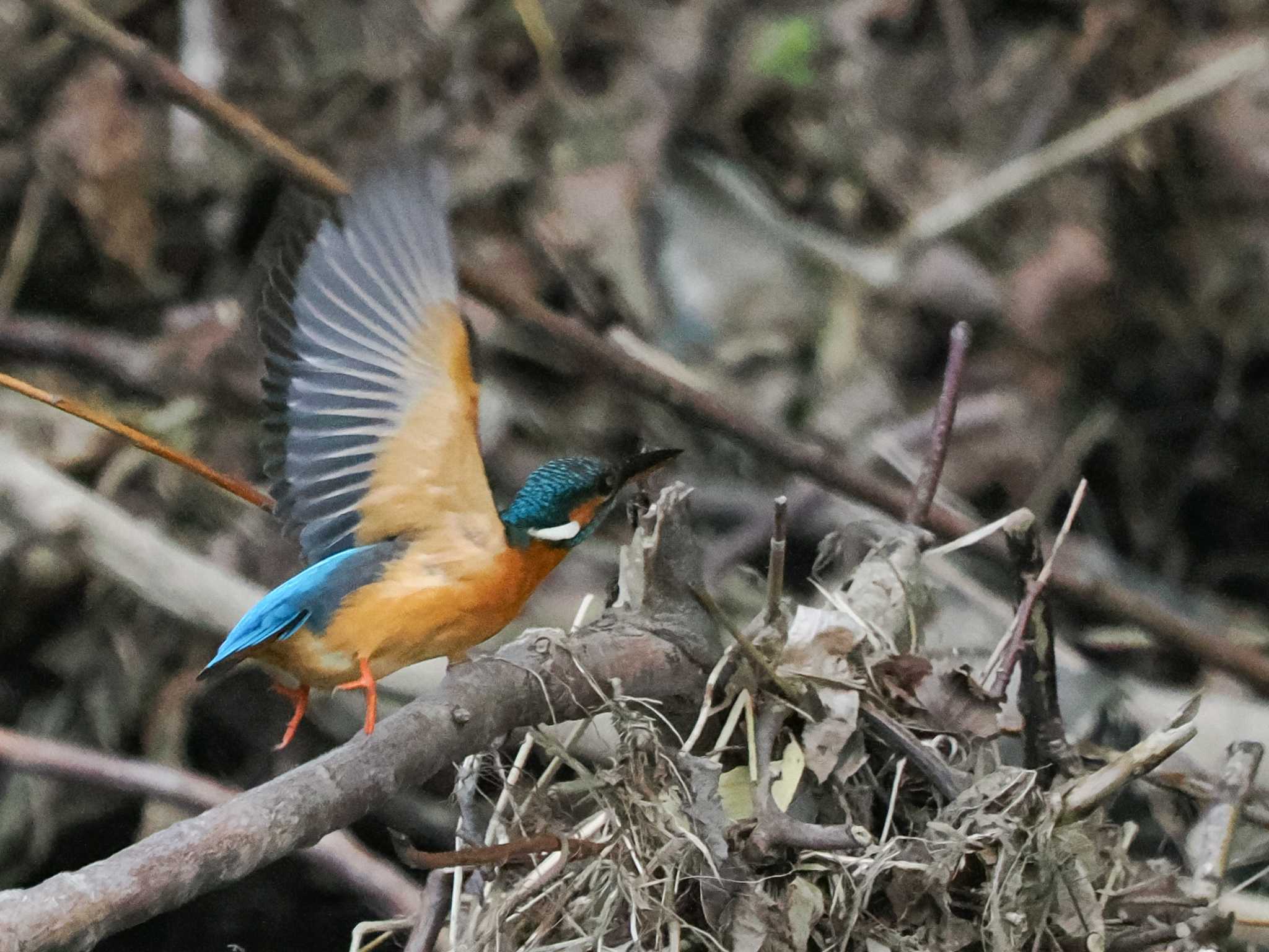 カワセミ