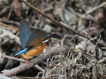 2022年5月15日(日) 福井緑地(札幌市西区)の野鳥観察記録