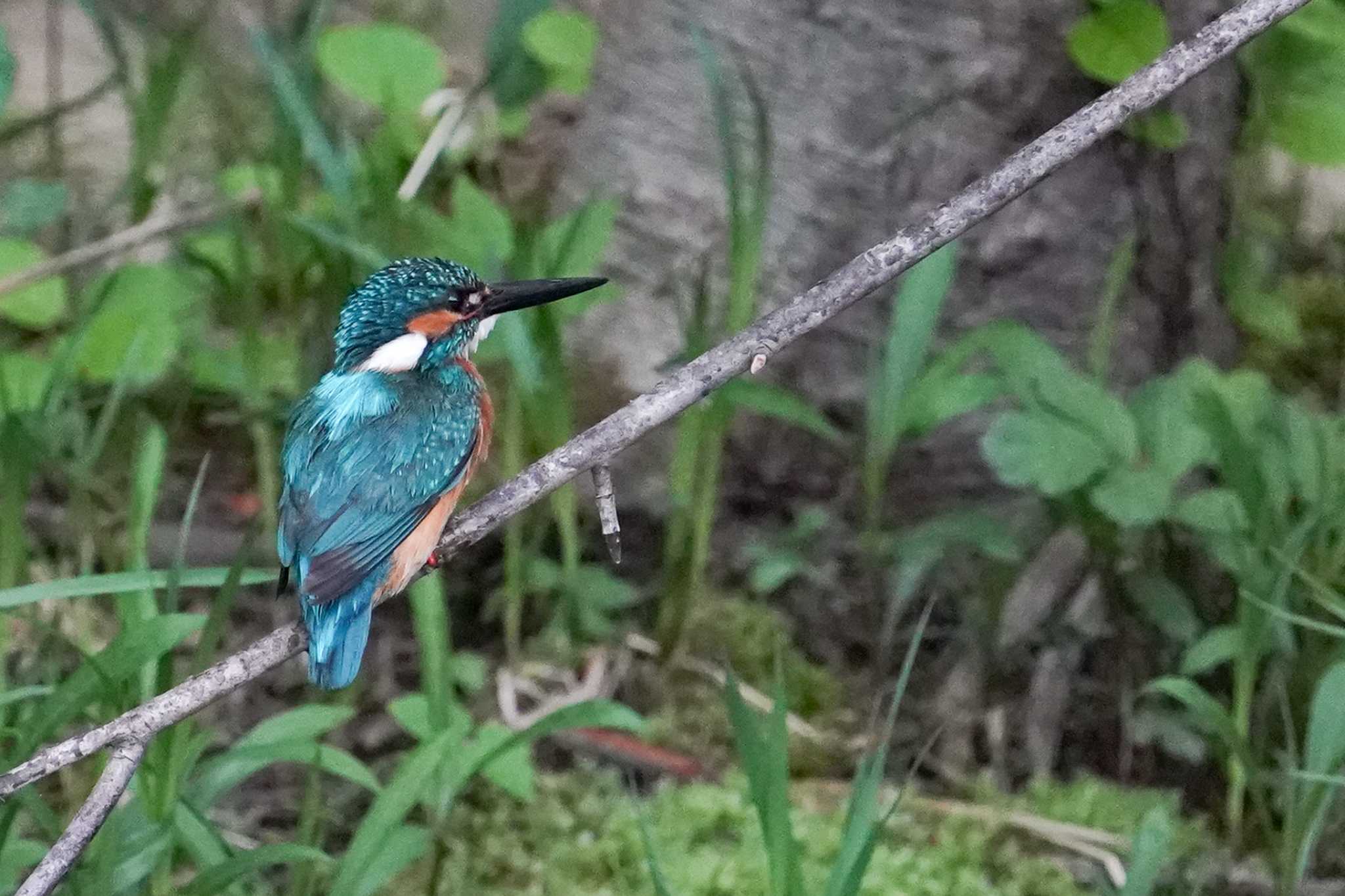 カワセミ