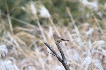 Eurasian Wryneck Maioka Park Fri, 12/15/2017