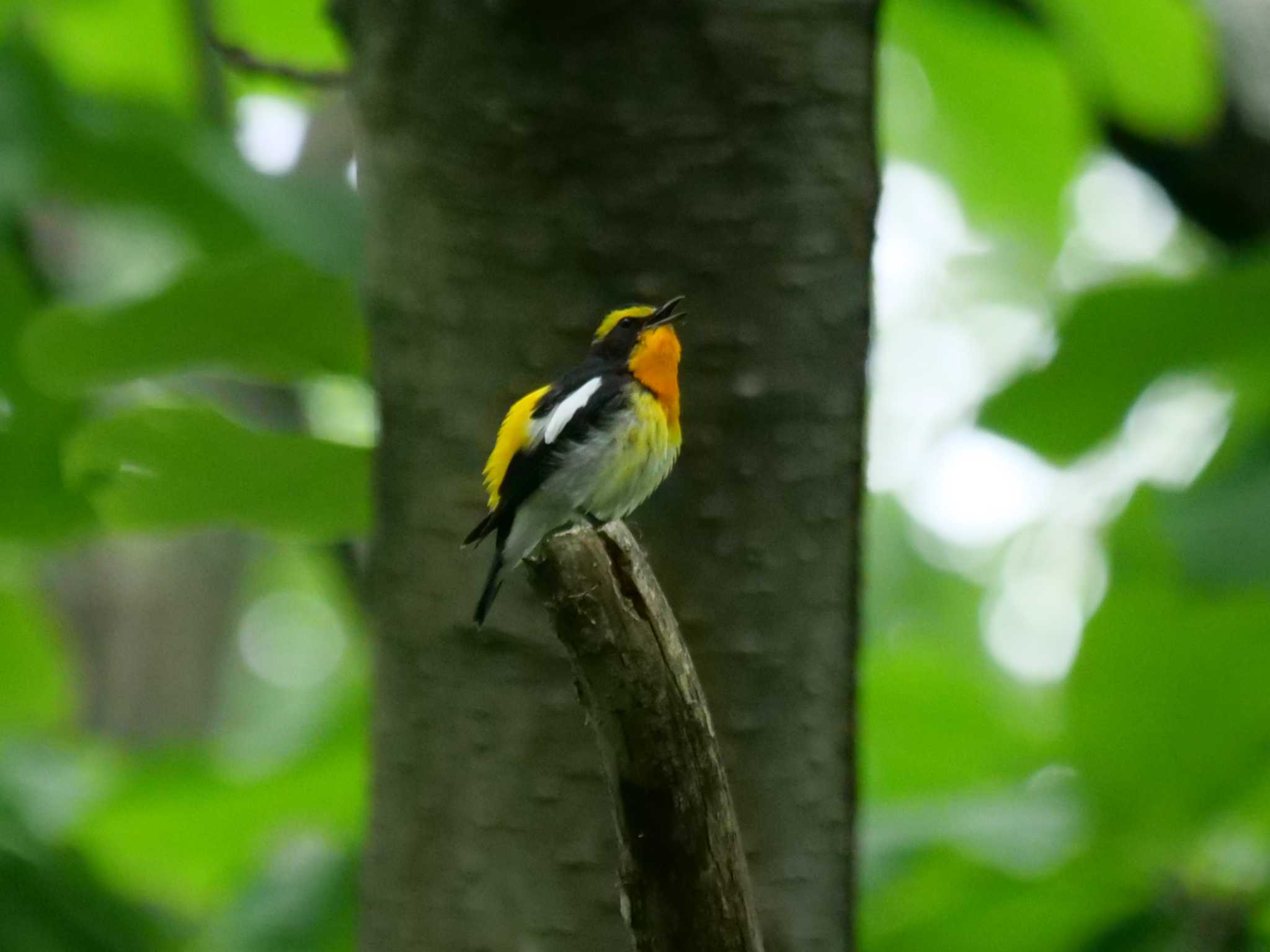 先日、背後から撮った子です・・ by little birds