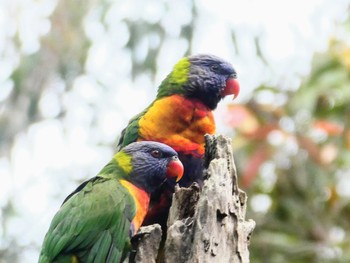 ゴシキセイガイインコ Blackbutt Creek Track(Australia, NSW) 2021年9月27日(月)