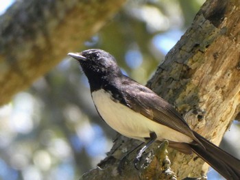 Willie Wagtail Chatswood Golf Course, NSW, Australia Sat, 9/25/2021