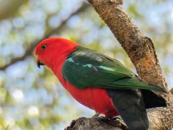 キンショウジョウインコ Lane Cove National Park, NSW, Australia 2021年9月25日(土)