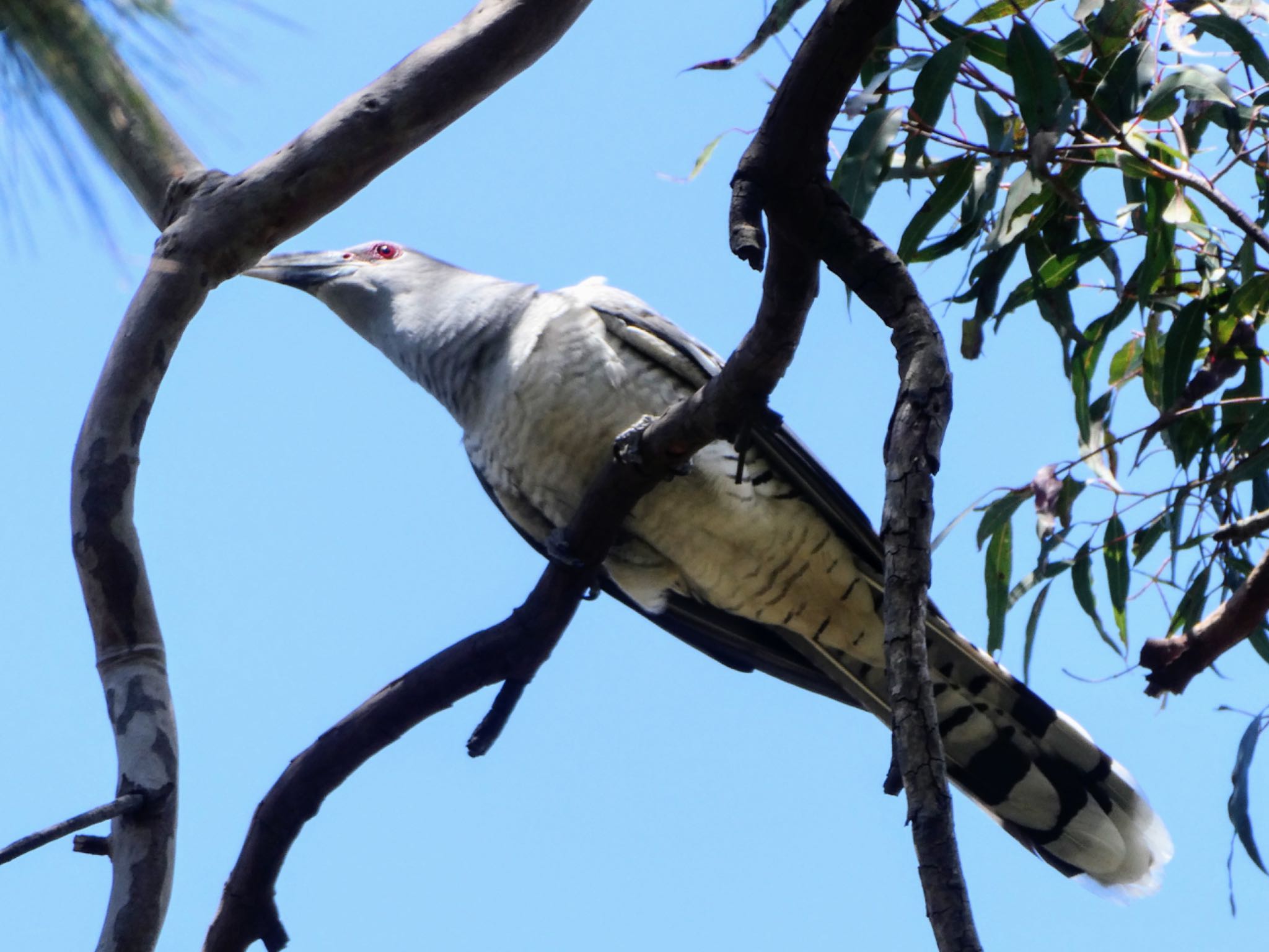 North Arm Track, Middle Cove, NSW, Australia オオオニカッコウの写真 by Maki