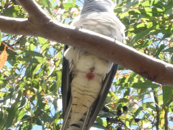 Channel-billed Cuckoo North Arm Track, Middle Cove, NSW, Australia Fri, 9/24/2021