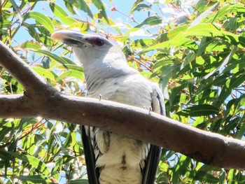 オオオニカッコウ North Arm Track, Middle Cove, NSW, Australia 2021年9月24日(金)