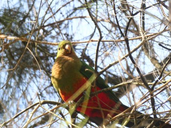 キンショウジョウインコ Lane Cove National Park, NSW, Australia 2021年9月25日(土)