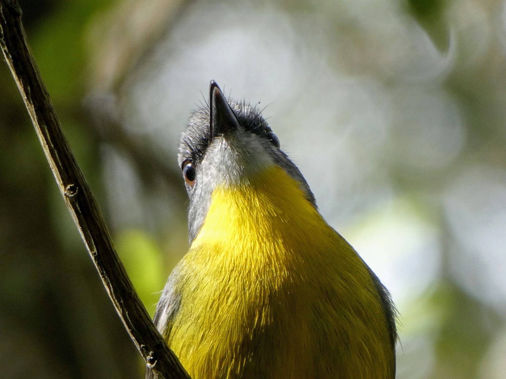 Lane Cove National Park, NSW,  ヒガシキバラヒタキの写真 by Maki