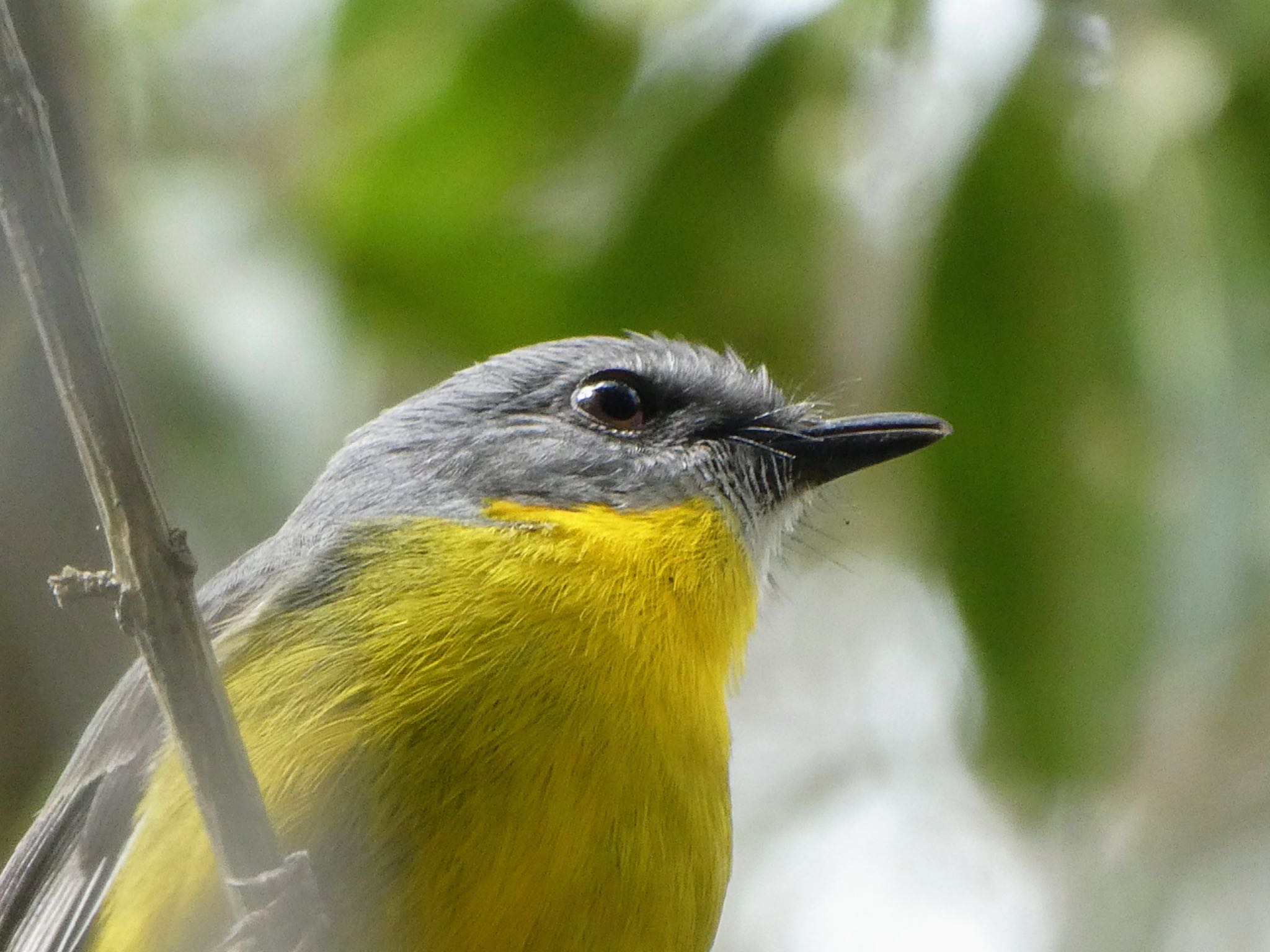 Lane Cove National Park, NSW,  ヒガシキバラヒタキの写真 by Maki