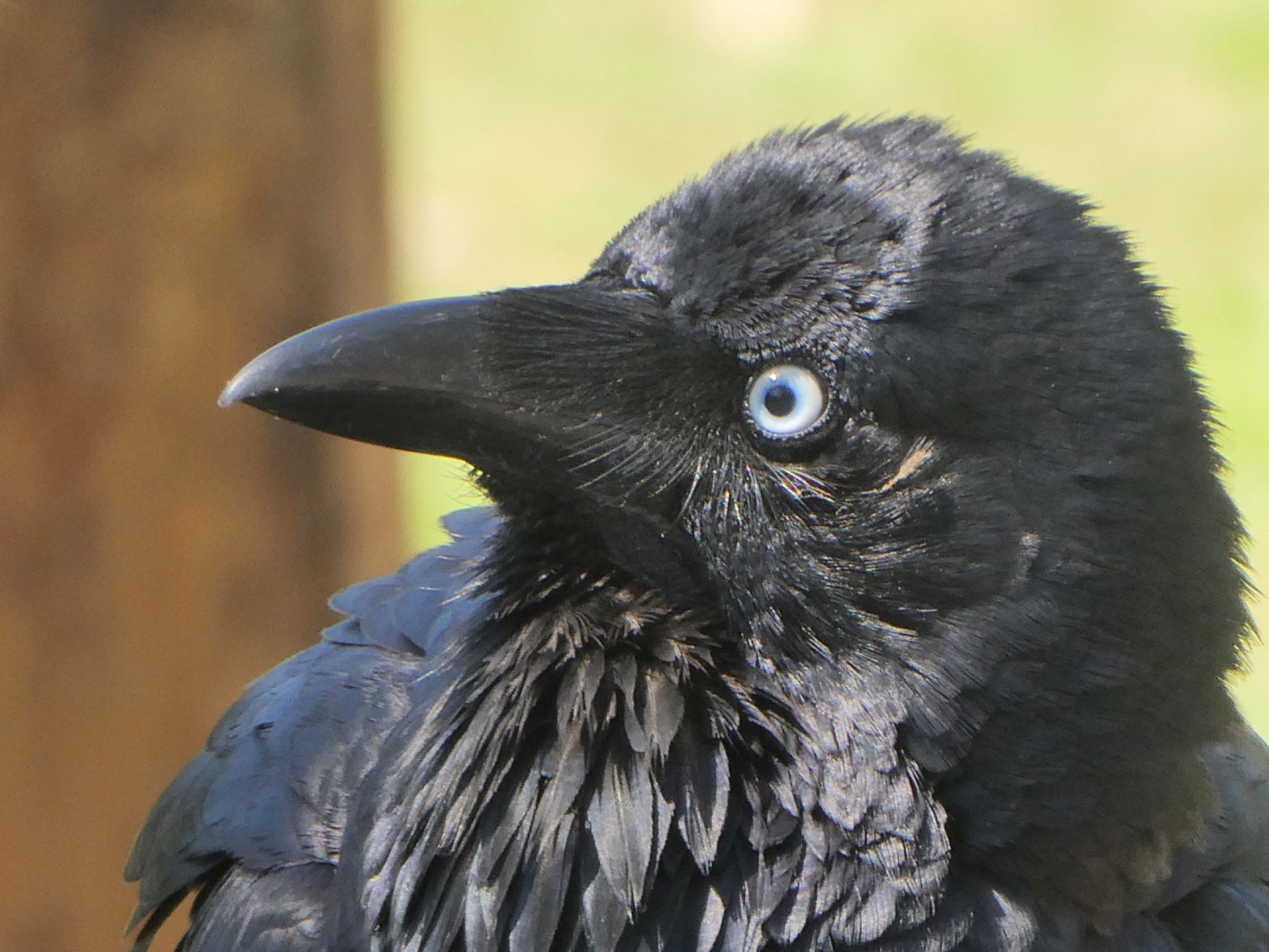 Lane Cove National Park, NSW,  ミナミワタリガラスの写真 by Maki