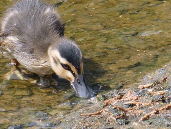 Pacific Black Duck Lane Cove Weir, Lane Cove National Park, NSW,  Tue, 9/21/2021