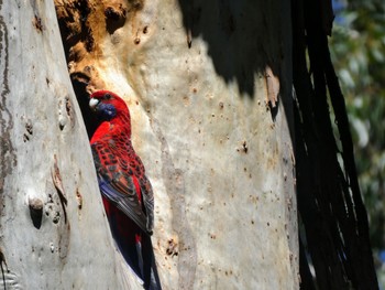 Crimson Rosella Lane Cove National Park, NSW,  Mon, 9/20/2021