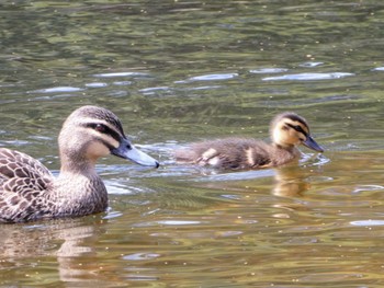 Pacific Black Duck Lane Cove Weir, Lane Cove National Park, NSW,  Tue, 9/21/2021