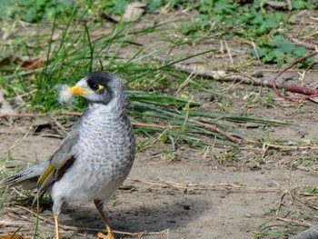 Noisy Miner Lane Cove National Park, NSW, Australia Tue, 9/21/2021