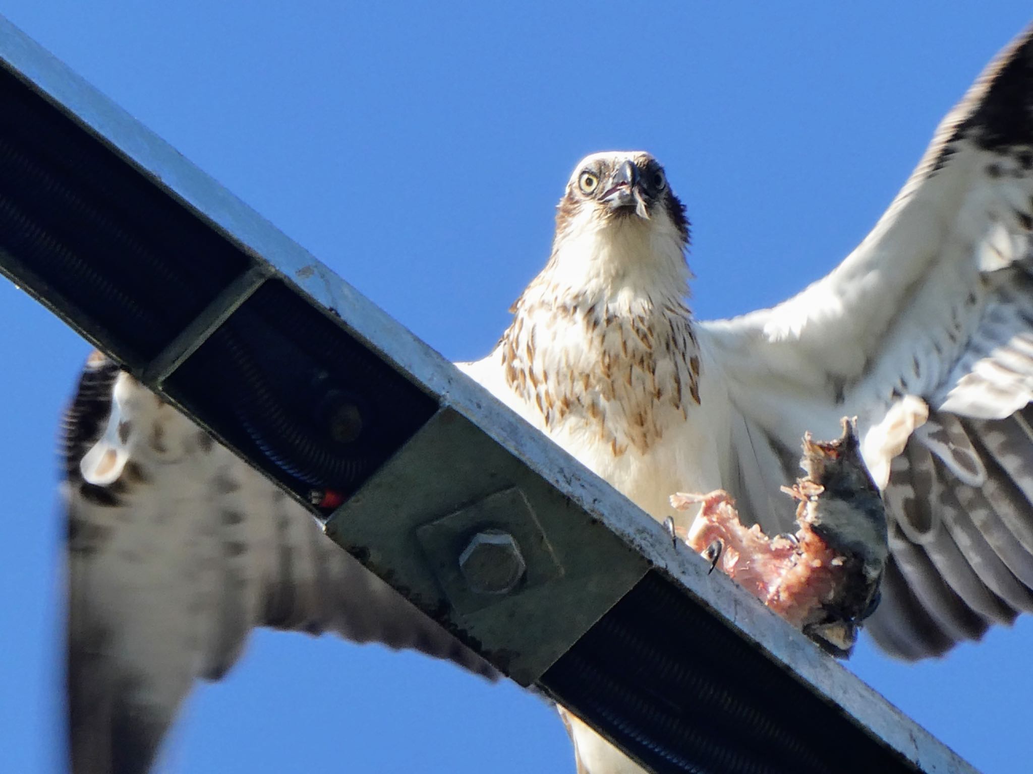 Rotary Athletic Field, Mowbray Park, NSW, Australia カンムリミサゴの写真 by Maki